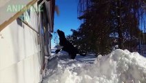 Essayez de regarder sans rire Ce chiens drôles de neige Fails