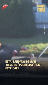 Estos furiosos pavos impiden que un cartero realice su trabajo