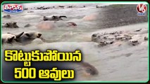 500 Cows Washed Away In Velugodu Reservoir | Nandyal | V6 Teenmaar