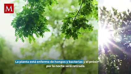 Ahuehuete de Reforma comienza a reverdecer, afirma Sedema