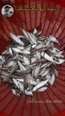 Bangladesh Padma River Fish