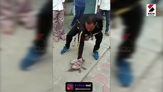 પાદરા તાલુકાના ડભાસા ગામમાંથી પાટલા ઘોનું રેસ્ક્યુ કર્યું