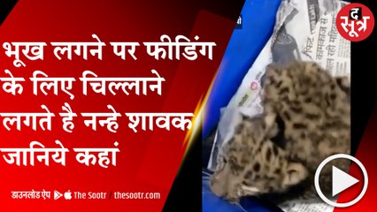 INDORE: शावकों की मस्ती से जू में आई रौनक, जल्द फॉस्टर केयर में किया जाएगा शिफ्ट