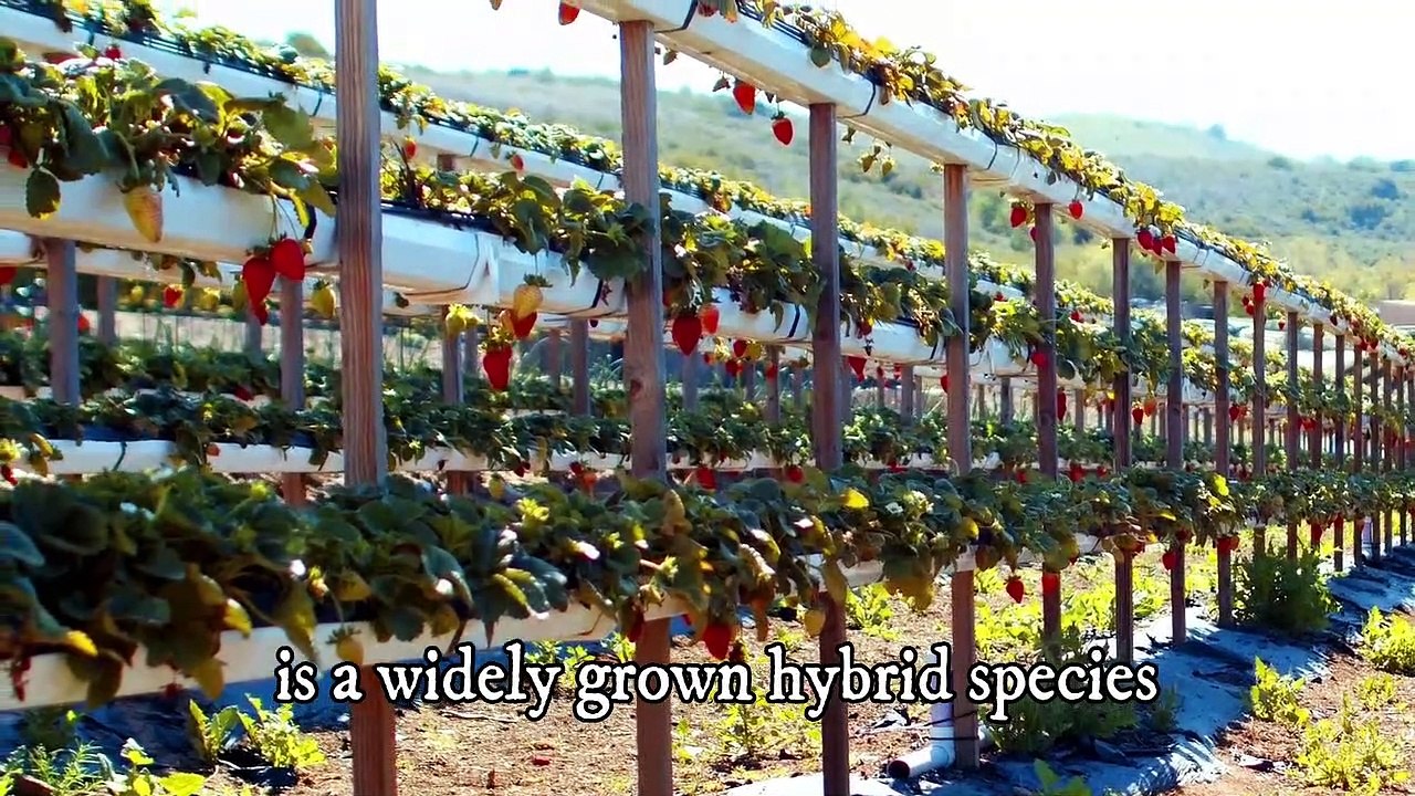 Strawberry farm strawberry picking video hydroponic strawberries farm