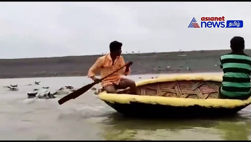 Watch : வெள்ளத்தில் சிக்கிய மாடுகளை மீட்ட மீனவர்கள்! 