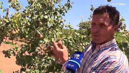 Produção agrícola com quebras devido às altas temperaturas