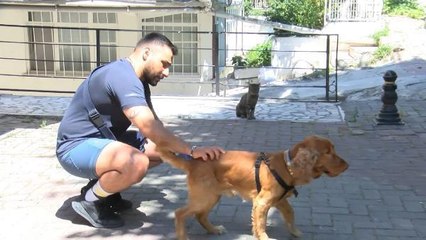 Son dakika gündem:  ŞOK EDEN KEDİ SALDIRISI KAMERADA