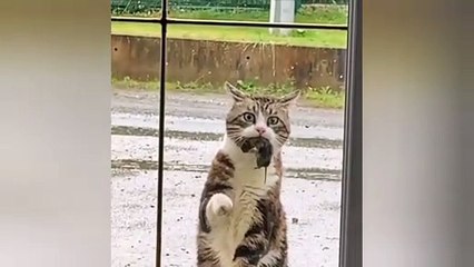 Cat catch a mouse
