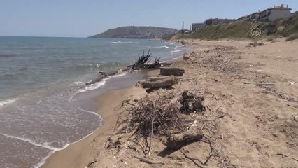 Son dakika gündem: Selin getirdiği ağaç parçaları Sinop'ta enerjiye dönüştürülüyor