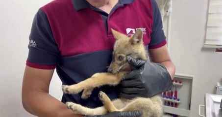 Pendik'te su içmek için indiği barajda mahsur kalan yavru tilki kurtarıldı