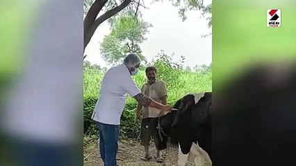 જામનગરમાં કુલ 24,161 પશુઓને લમ્પી વાયરસ વિરોધી રસીકરણ થયું