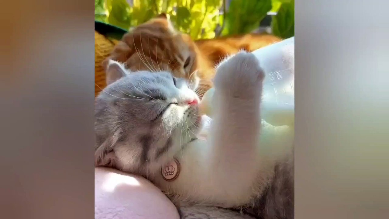 Romantic Cats