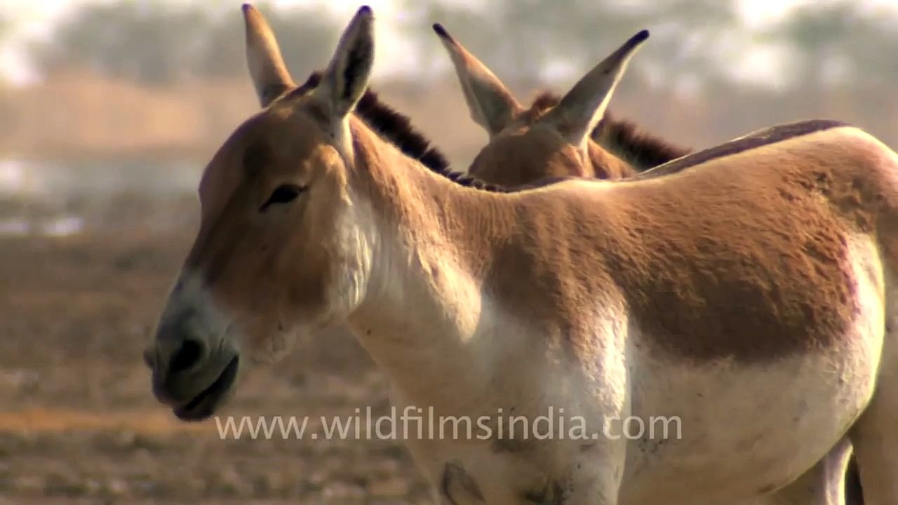 Even the bad guys need to relax, Wild Asses in Gujarat