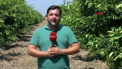 DONUN ETKİLEDİĞİ MAYER CİNSİ LİMONDA REKOLTE DÜŞÜK ÇIKTI