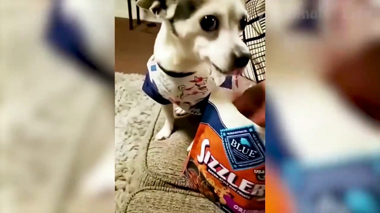 Best Funny Animal Videos 2022  - Funniest Dogs And Cats Videos