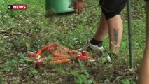 Incendies en Gironde : des bénévoles organisent des convois pour nourrir les animaux sauvages dans la forêt