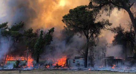 Download Video: Roma - Incendio nella pineta di Castel Fusano (23.07.22)