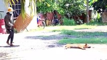 Funny video by fack tiger /prank with dog/ Must Watch Funny Comedy New Prank With dogs, Try To Stop Laugh