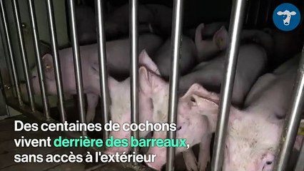 Dans les élevages intensifs, quelle vie pour les animaux ?