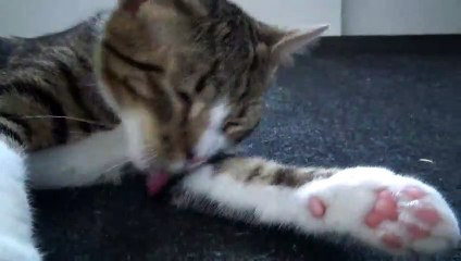 Cute Kitten Cleans His Fur
