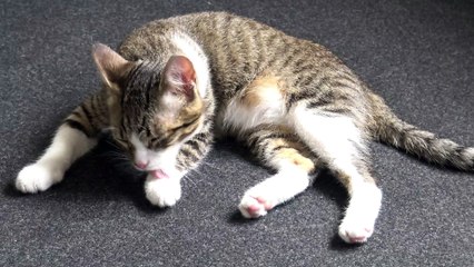 Cute Little Cat Is Washing His White Socks