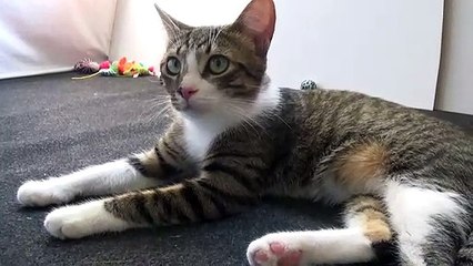 Cute Little Cat Yawns