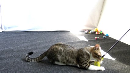 Funny Little Cat Chases Feather Toy