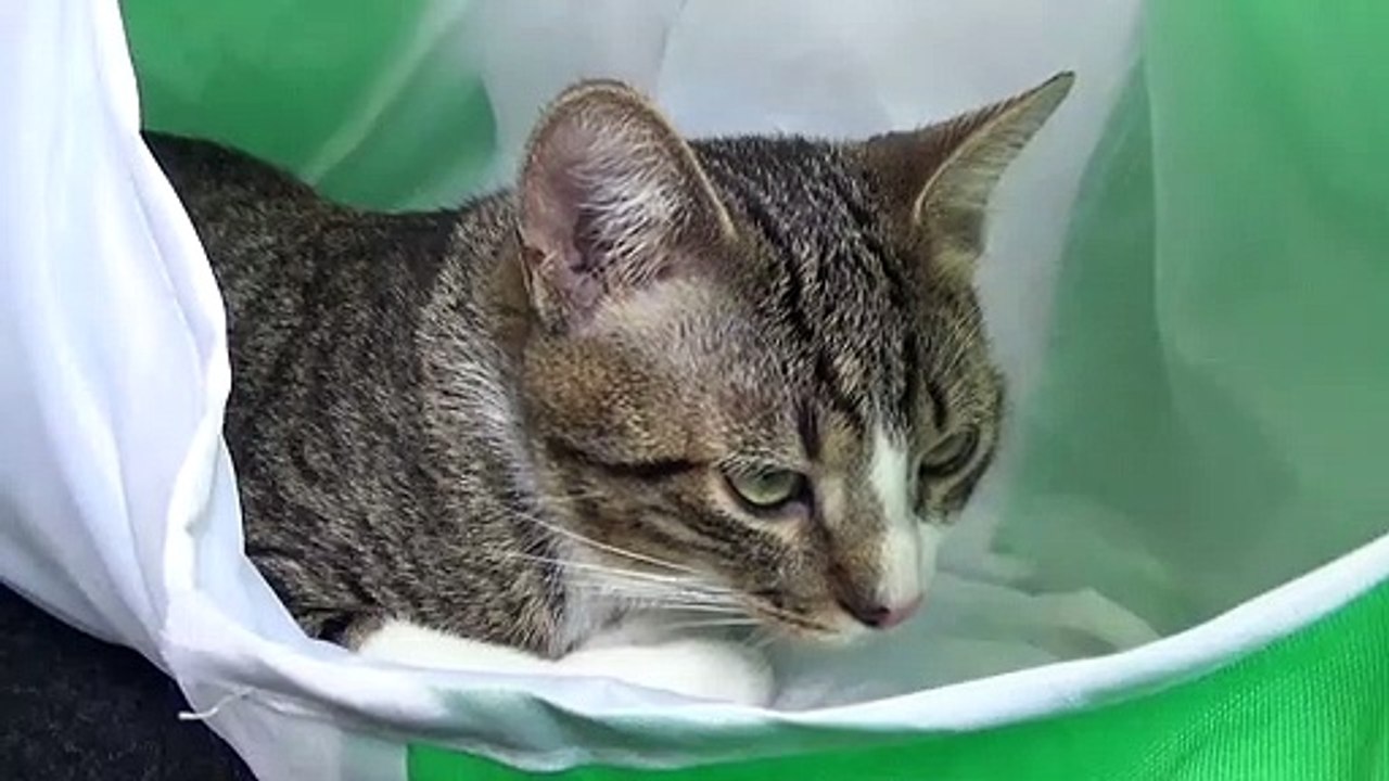 Small Cat Is Hiding