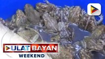 Palaka, ginagamit ng Brgy. Matandang Balara sa QC bilang pangontra sa dengue