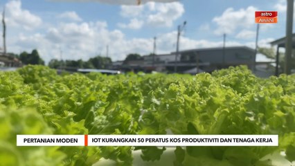 Pertanian Moden | IOT kurangkan 50 peratus kos produktiviti dan tenaga kerja