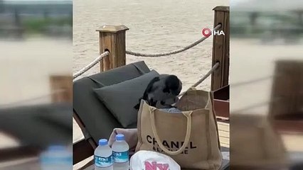 Karganın çantadan Euro hırsızlığı viral oldu