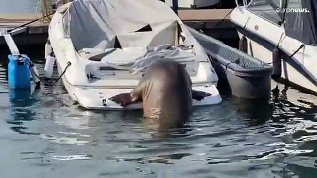 Noruega | Vacaciones de la morsa Freya de puerto en puerto