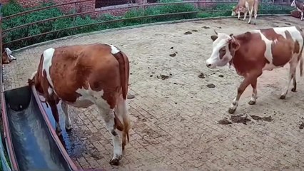Même entre vaches il y a du harcèlement dans la cour de récré