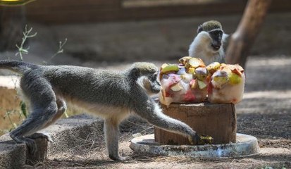 SICAK HAVA ANTALYA'YI KAVURDU; HAYVANLAR BUZLU MEYVE VE FISKİYEYLE SERİNLETİLDİ