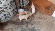 9 Fofuras Encontradas na Rua e cuidadas pela Tia da MADUX