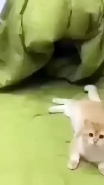 #shorts cat meme & kitten (tik tok video] - funny cats meow baby cute compilation [ cat cash home /cute cat baby funny cat baby laughing _catlover _short _cat _catvideos _catlover