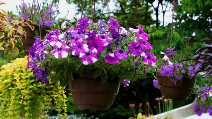 Petunias | Random Videos
