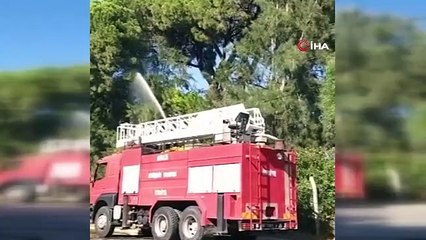 Belek tatil bölgesindeki kaldırımda başlayan yangın golf sahasına sıçradı