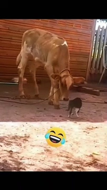 Funniest video I've ever watched