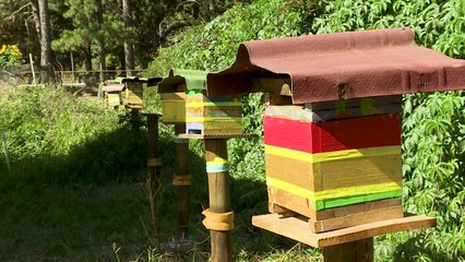 Les abeilles sans dard, un trésor encore peu connu du Brésil