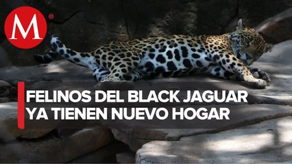 ¡Por fin en casa! Llegan a Africam Safari 12 leones y jaguares rescatados en CdMx
