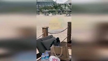 Hırsız karga turistlerin çantasından 100 Euro çaldı