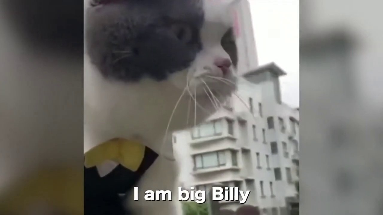 Cats talking !! these cats can speak English better than hooman