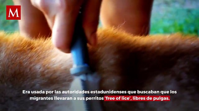 ¿Por qué llaman 'Firulais' a los perritos? Éste es el origen del famoso nombre