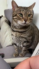 Cat Taps for Pets