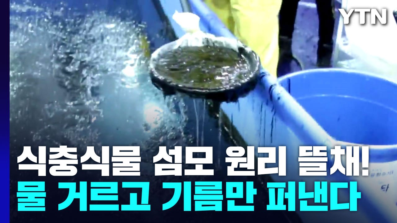 [과학 한스푼] 식충식물 섬모 원리 뜰채!...물은 거르고 기름만 퍼낸다 / YTN
