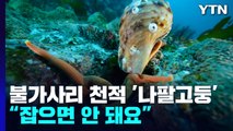 유해 불가사리의 천적 '나팔고둥'...