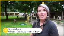 Volunteering at  National Centre for Birds of Prey at Duncombe Park