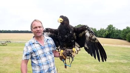 Meet the Steller's Sea Eagle named after Rishi Sunak