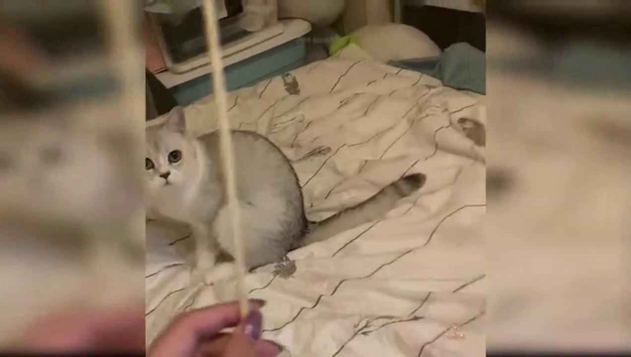 Baby Cats - Cute and Funny Cat Videos Compilation